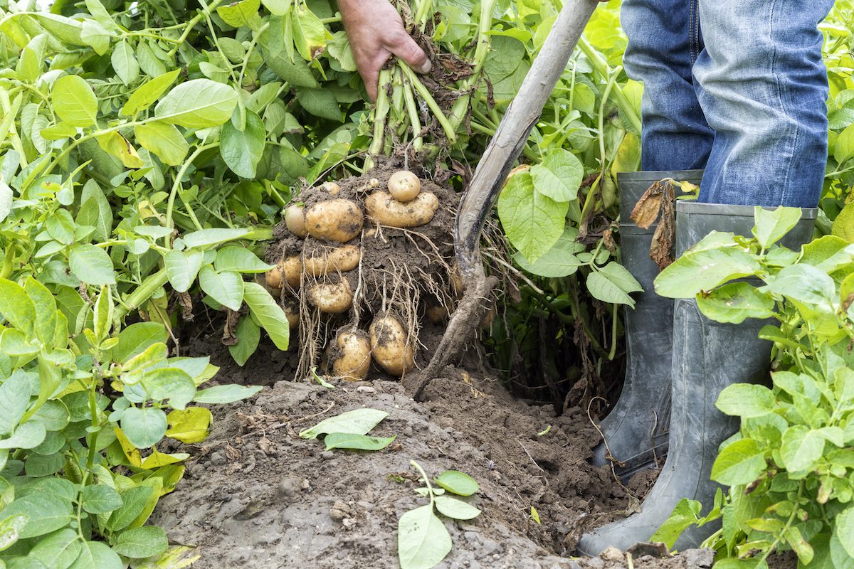 farm frites 