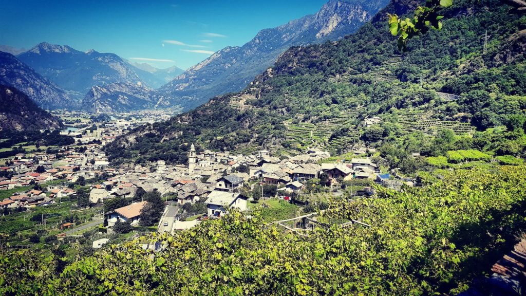 ferrando vino settore vitivinicolo