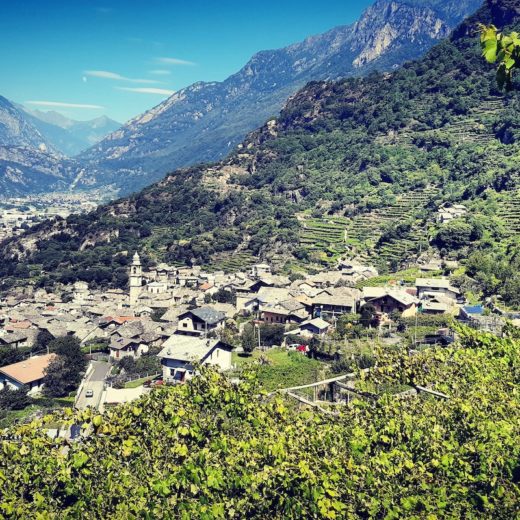 ferrando vino settore vitivinicolo