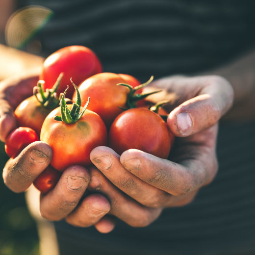 filo rosso pomodoro