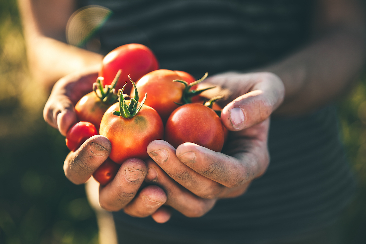 filo rosso pomodoro