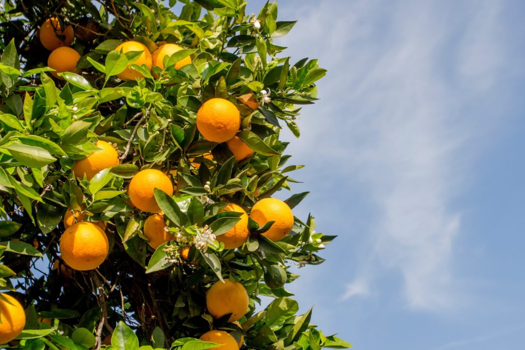 SorrentoOrangeWeek