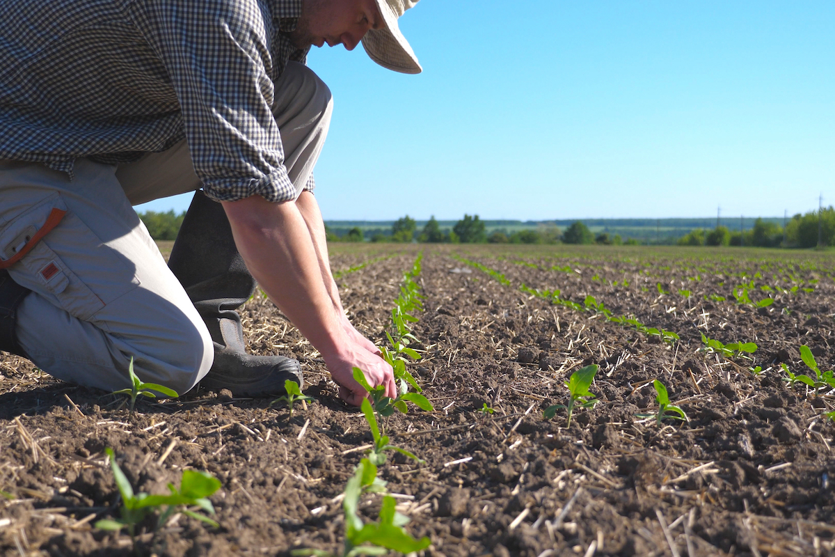 siccità agricoltura