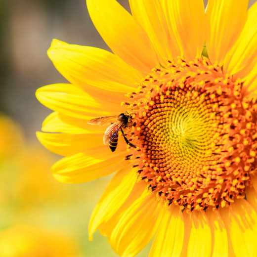 biodiversità