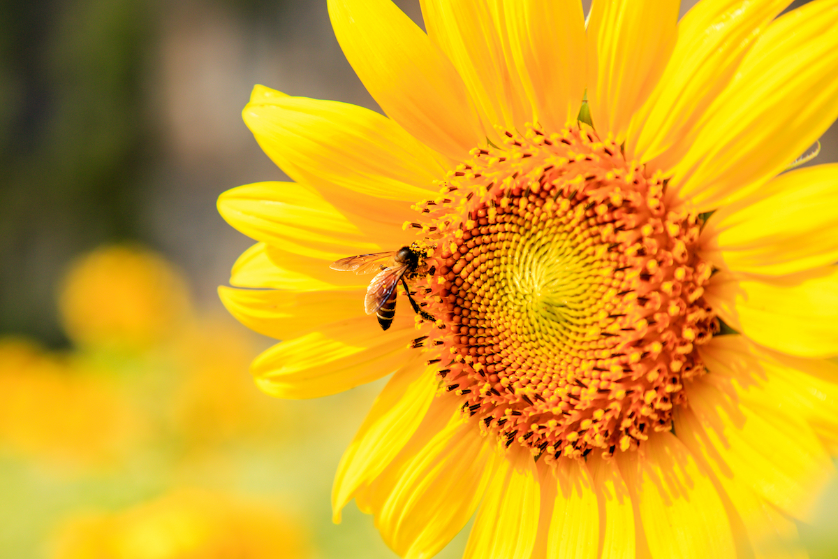 biodiversità