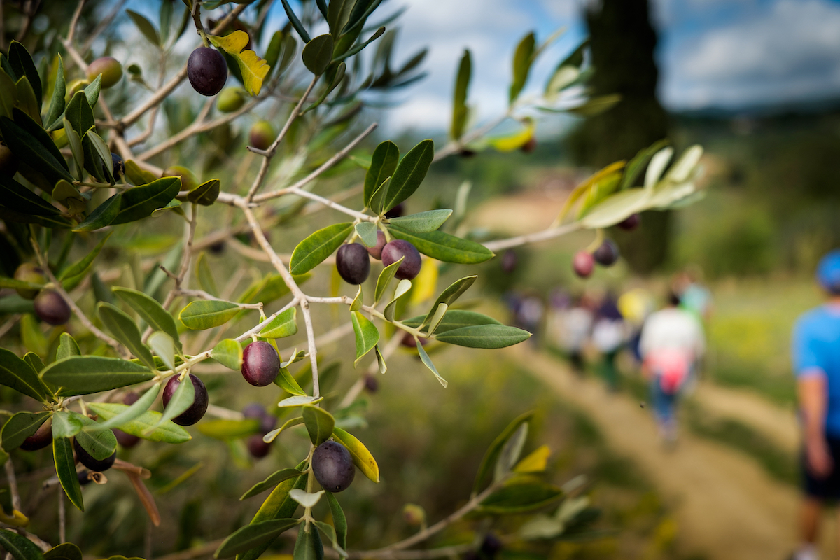 turismo dell'olio