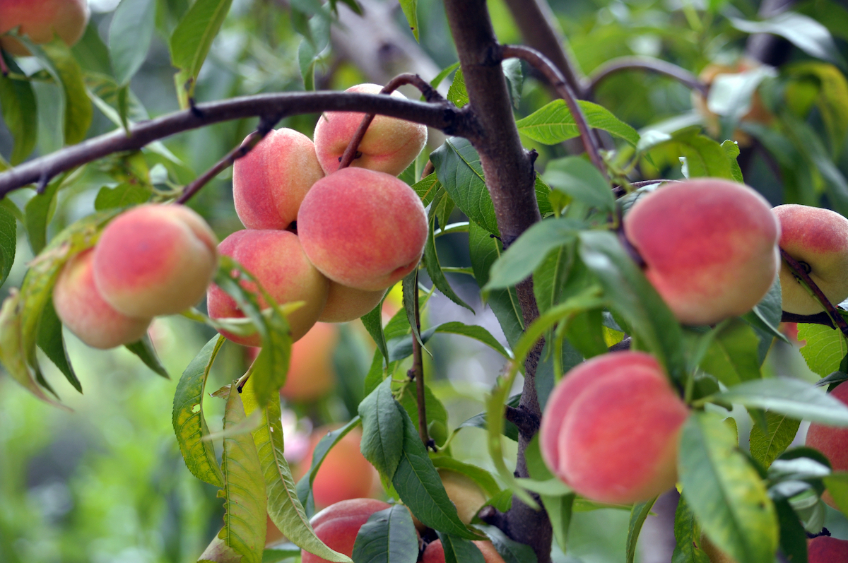 pesche varietà
