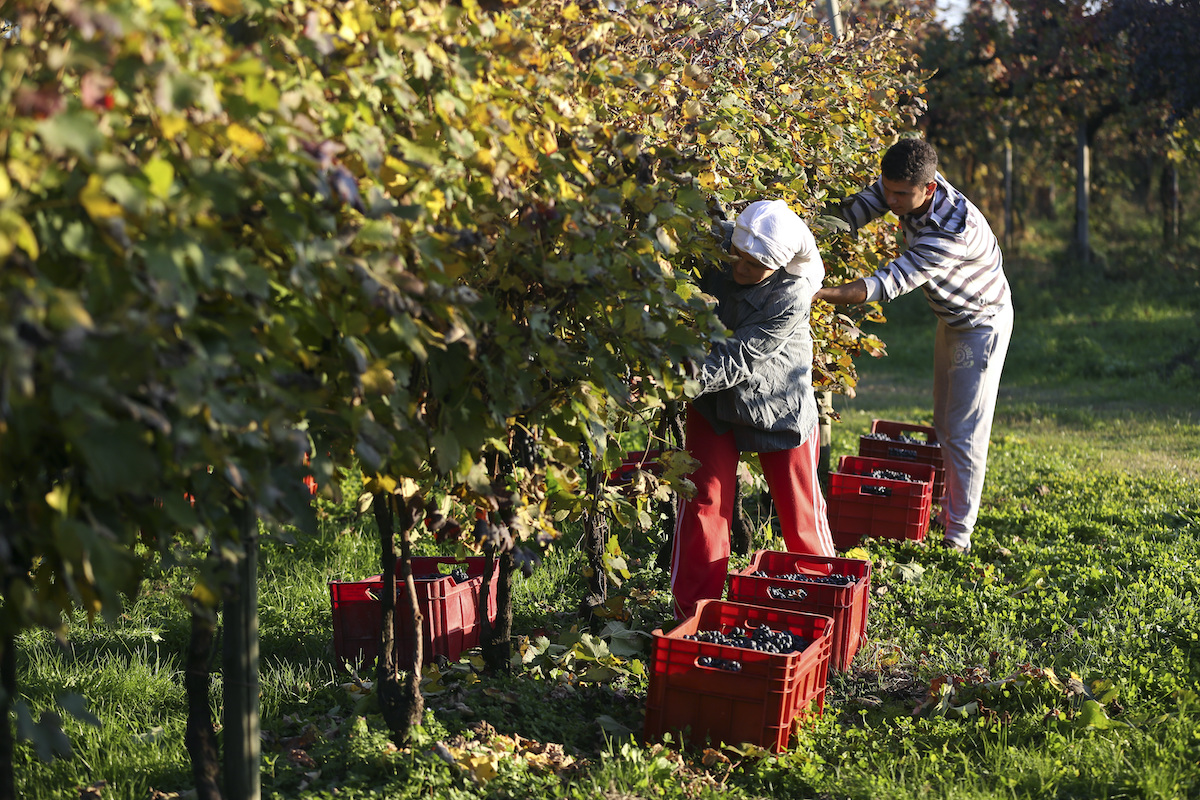 raboso vendemmia veneto