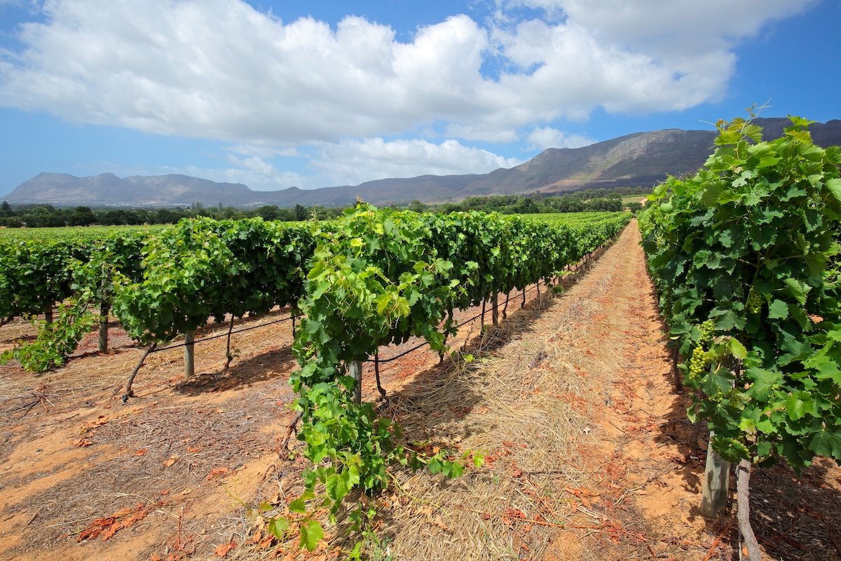 Vigneti Eolie tour