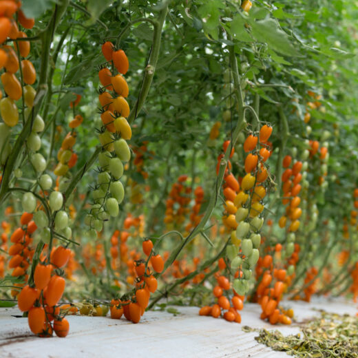 Datterino Finagricola