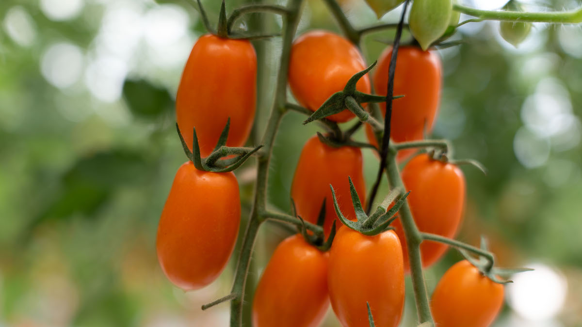 Datterino Grangusto