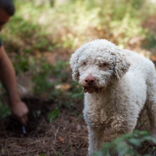 Lagotto,Romagnolo,Dog,,Renowned,Truffle,Hunting,Breed.,Looking,For,Truffles