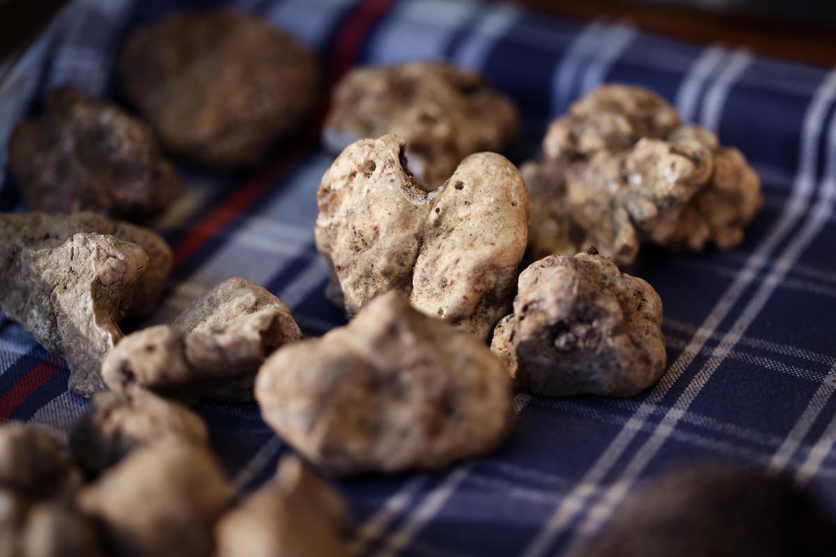 Tartufo bianco di Sant_Angelo in Vado