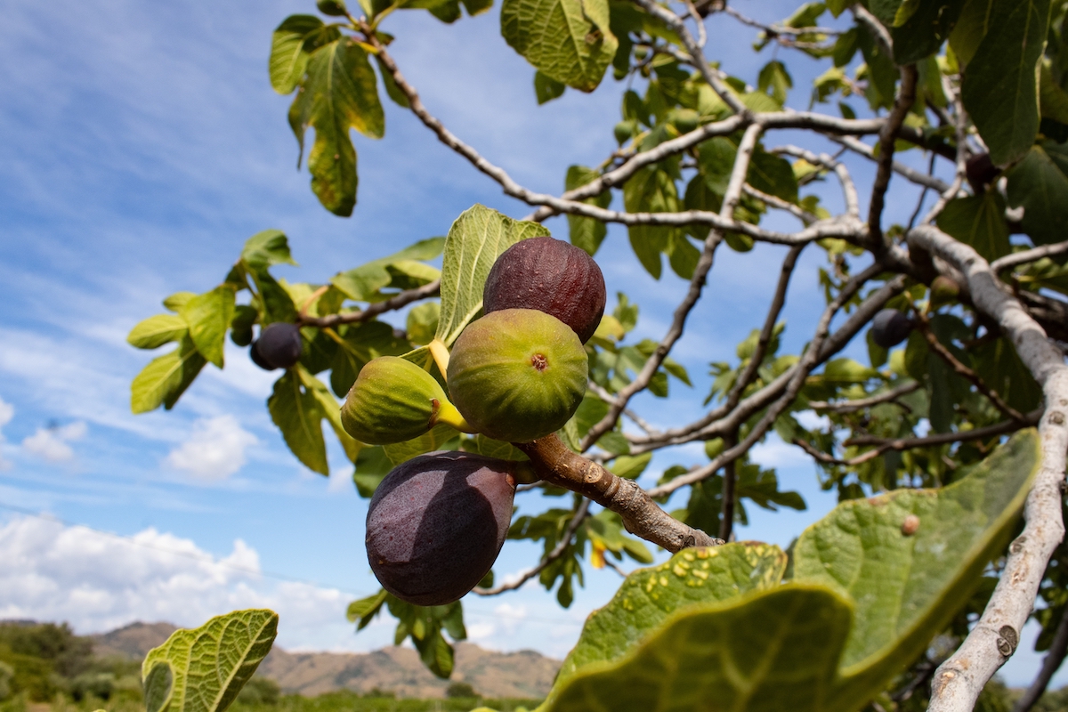 fichi tipologie