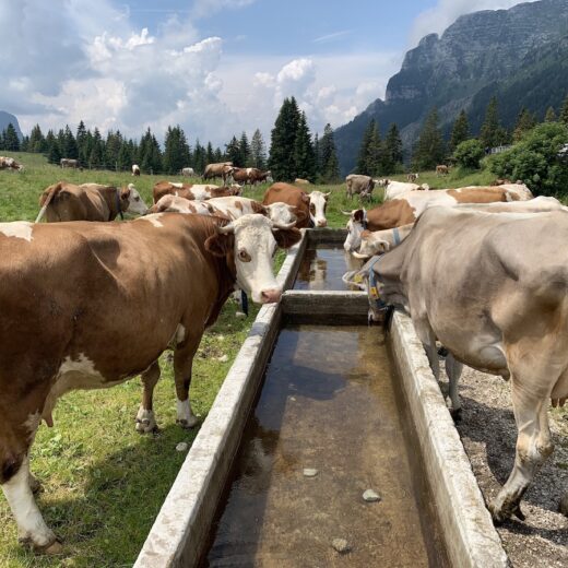 mucche Montasio DOP Alpi