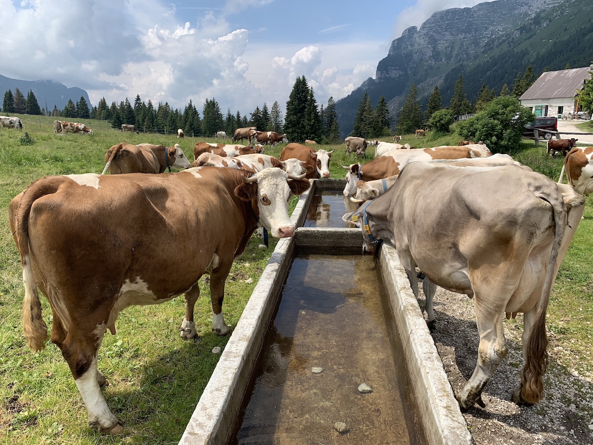 mucche Montasio DOP Alpi