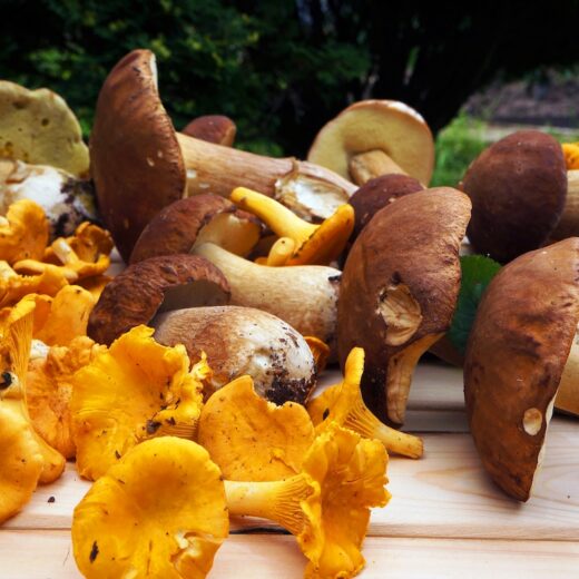 Funghi porcini e gialletti