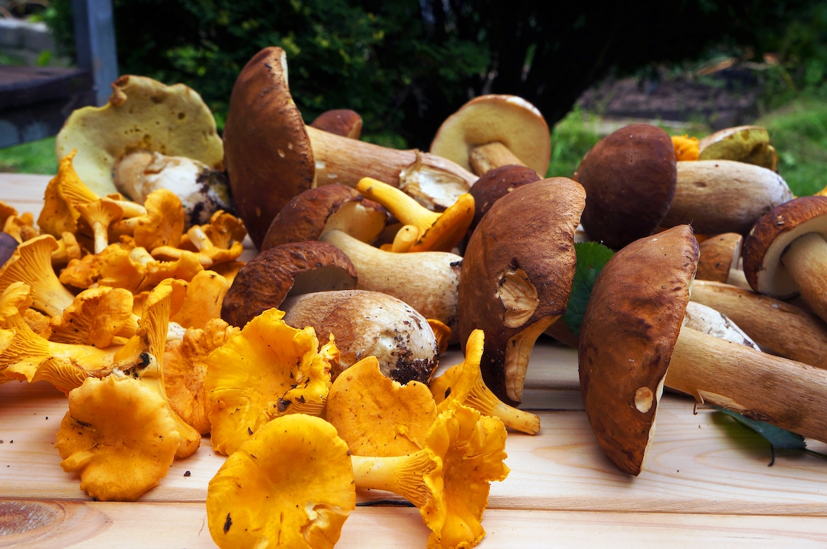 Finferli Porcini e finferli: idee creative per il menù di settembre