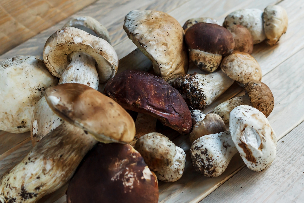 Funghi porcini