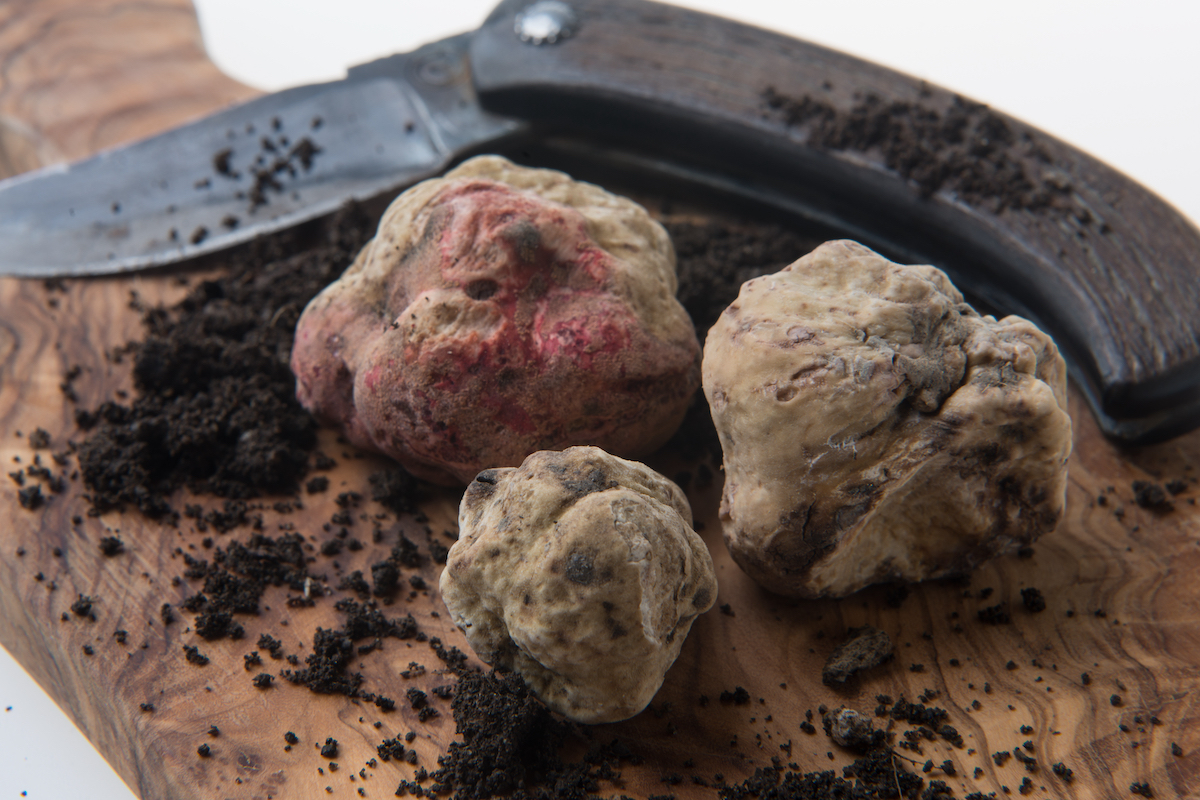 tartufo d'Alba