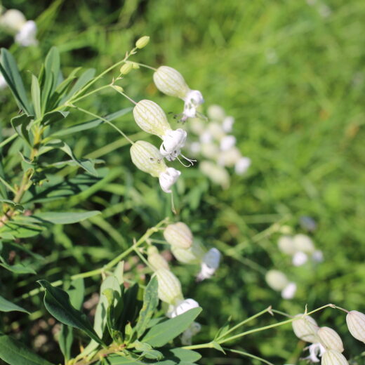 silene