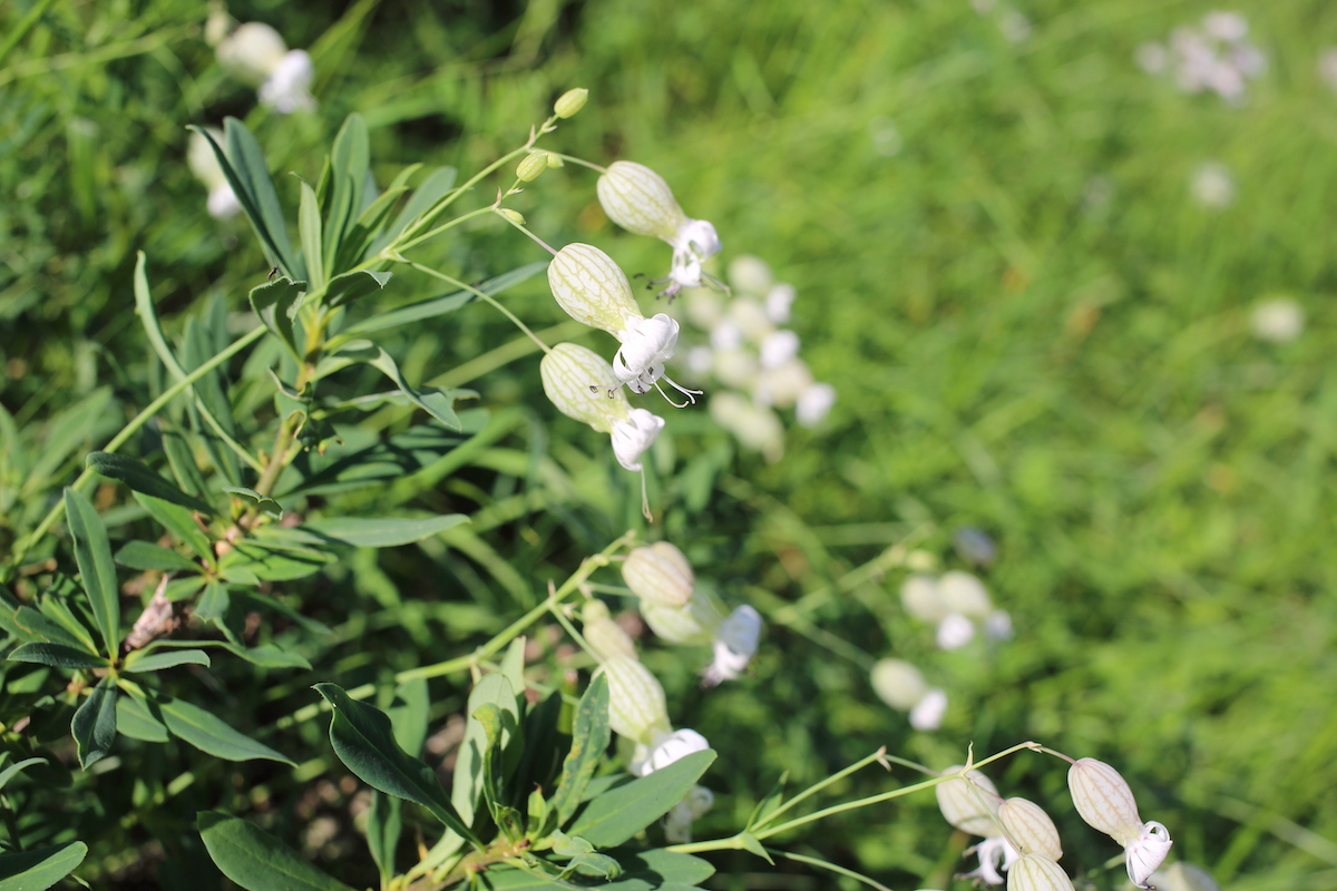 silene