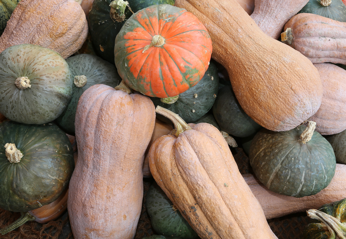 varietà zucca