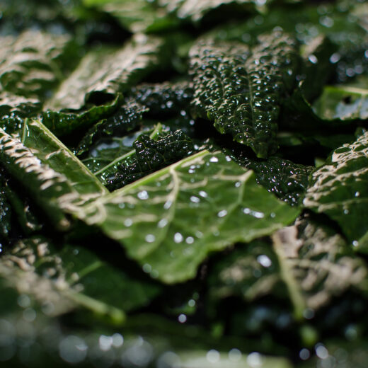 cavolo nero