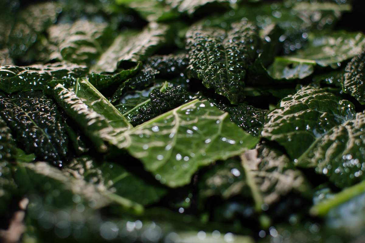 cavolo nero