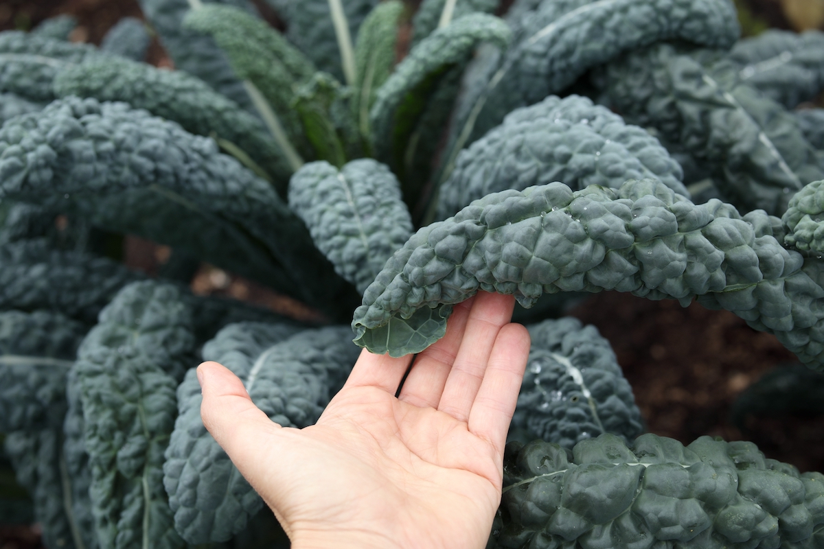 Cavolo nero
