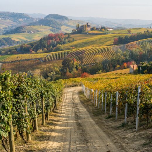 Vinoland