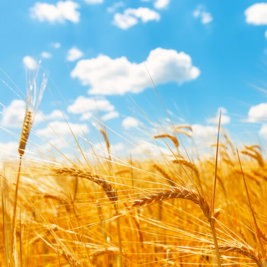 grano nuovo