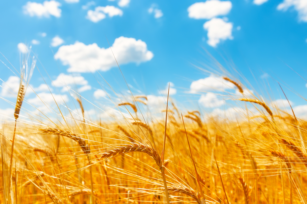 grano nuovo